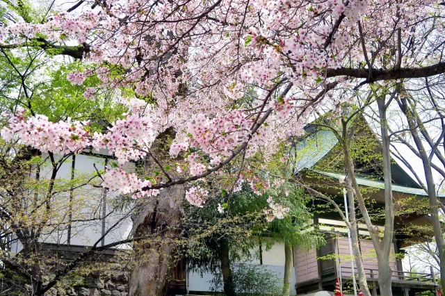 日吉公園の桜きれいに咲き、散り始めました
