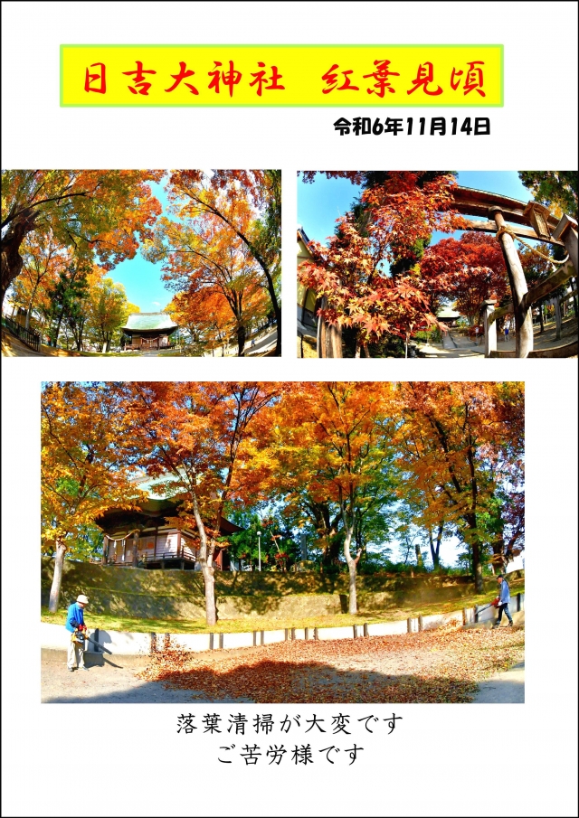 日吉大神社紅葉見頃(11月14日)