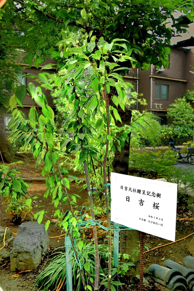 ��������Ҥˤ��νտ����������Ⱥ���������������Ĺ(7��26������)